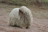 KOMONDOR 118